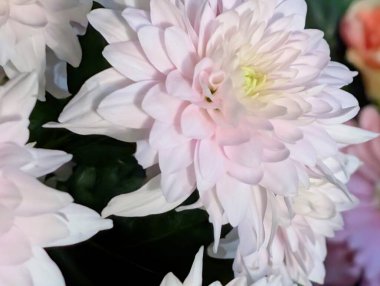 Güzel kasımpatı buketi