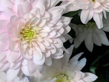 Güzel kasımpatı buketi