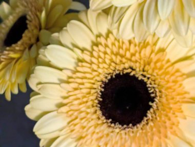 Bulanık arkaplanda Gerbera çiçeğini kapat