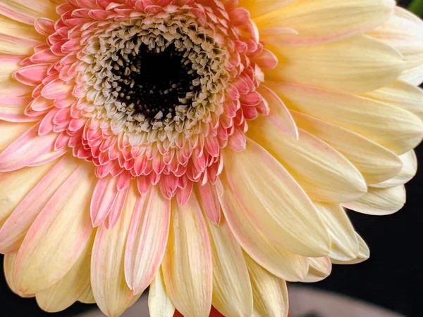 Karanlık arka planda güzel Gerbera çiçeği, yaz konsepti, yakın görüş