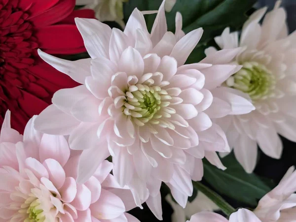 Güzel kasımpatı buketi