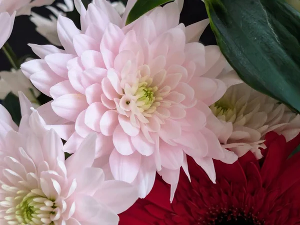 Güzel kasımpatı buketi