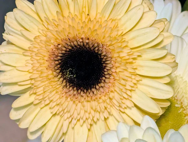 Bulanık arkaplanda bir Gerbera çiçeğinin kapağını kapat