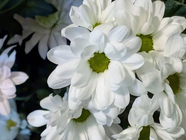 Güzel kasımpatı buketi