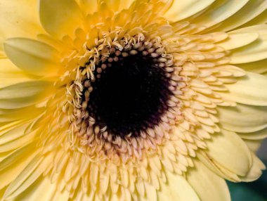 Bulanık arkaplanda Gerbera çiçeğini kapat