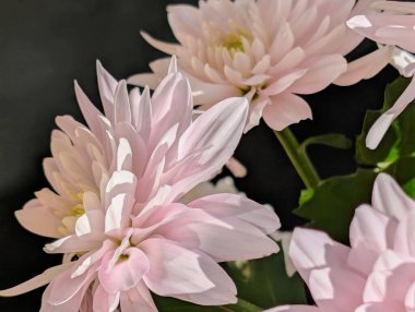 Güzel kasımpatı buketi