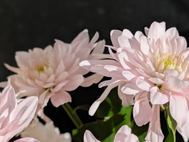 Güzel kasımpatı buketi