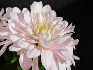 Güzel kasımpatı buketi