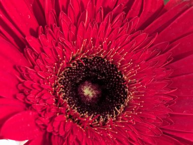 Bulanık arkaplanda Gerbera çiçeğini kapat