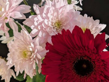 Güzel kasımpatı buketi