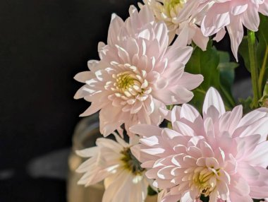 Güzel kasımpatı buketi