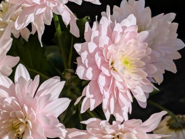 Güzel kasımpatı buketi