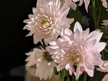 Güzel kasımpatı buketi