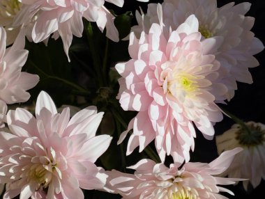 Güzel kasımpatı buketi