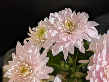 Güzel kasımpatı buketi