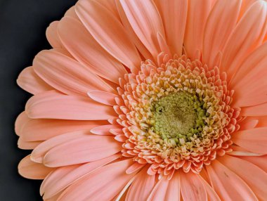 Koyu arkaplanda güzel Gerbera çiçeği