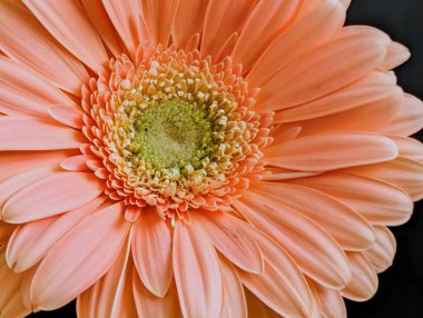 Koyu arkaplanda güzel Gerbera çiçeği