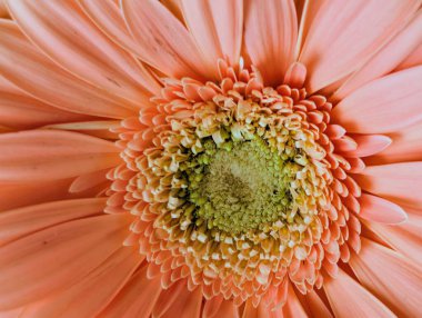 Koyu arkaplanda güzel Gerbera çiçeği