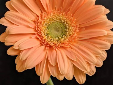 Koyu arkaplanda güzel Gerbera çiçeği