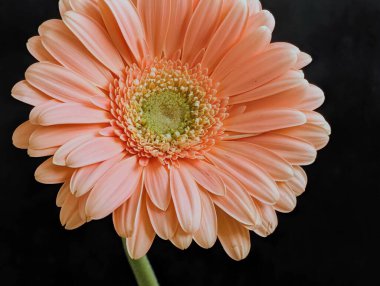 Koyu arkaplanda güzel Gerbera çiçeği