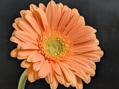 Koyu arkaplanda güzel Gerbera çiçeği
