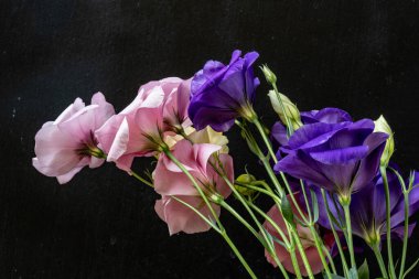 Östoma çiçeklerini kapayın.