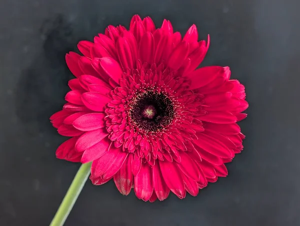 Koyu arkaplanda güzel Gerbera çiçeği