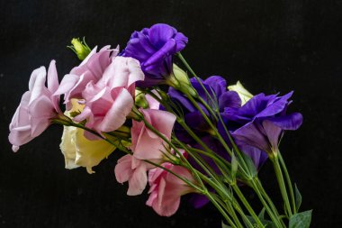 Östoma çiçeklerini kapayın.