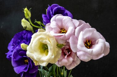 Östoma çiçeklerini kapayın.