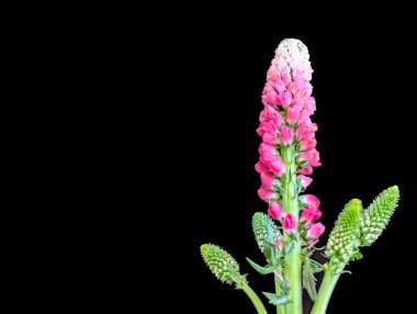 Güzel Veronica Spicata çiçeği. Yaklaş.