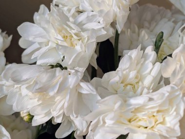 Güzel kasımpatı buketi