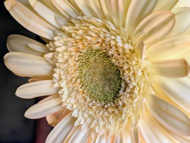 Bulanık arkaplanda güzel Gerbera çiçeğini kapat.