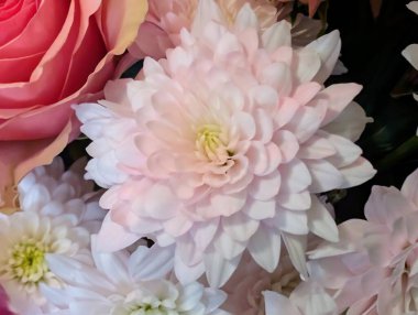 Güzel kasımpatı buketi