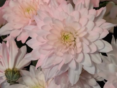 Güzel kasımpatı buketi