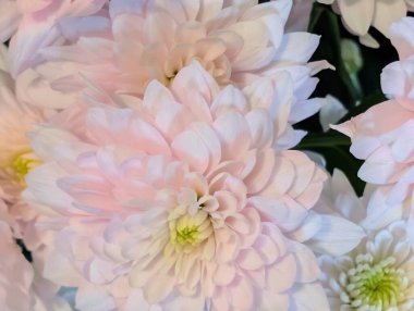 Güzel kasımpatı buketi