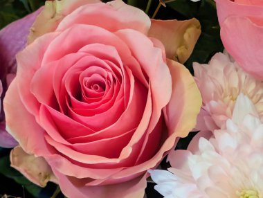 Bulanık arkaplanda güzel bir gül