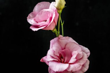 Karanlık arka planda güzel Eustoma çiçekleri, yaz konsepti, yakın görüş