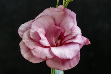 Siyah arkaplanda pembe gül