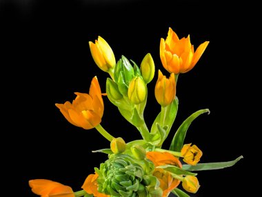 Siyah üzerine ornithogalum dubium turuncu çiçek