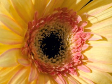 Bulanık arkaplanda güzel Gerbera çiçeğini kapat.