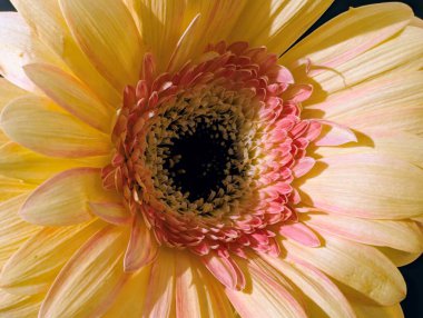 Bulanık arkaplanda güzel Gerbera çiçeğini kapat.