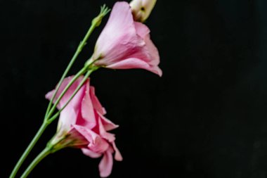 Siyah arka planda güzel pembe Eustoma çiçekleri