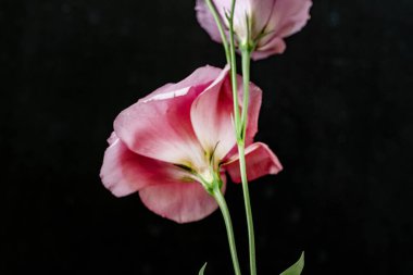 Siyah arka planda güzel pembe Eustoma çiçekleri