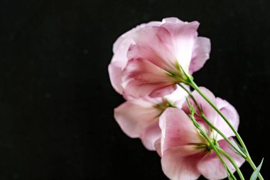 Siyah arka planda güzel pembe Eustoma çiçekleri