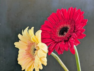 Güzel Gerbera çiçekleri yakın