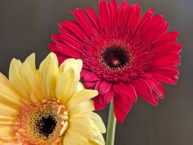 Güzel Gerbera çiçekleri yakın