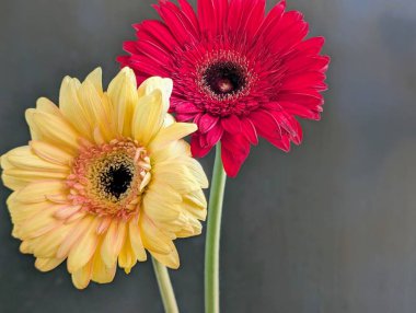 Güzel Gerbera çiçekleri yakın