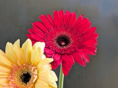 Güzel Gerbera çiçekleri yakın