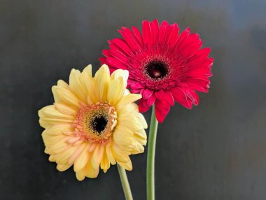 Güzel Gerbera çiçekleri yakın