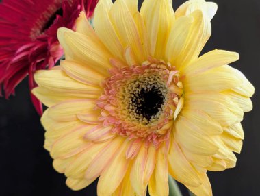 Güzel Gerbera çiçekleri yakın